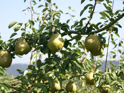 山形県朝日町和合平産　「樹上完熟ラフランス」　中玉　５キロ箱