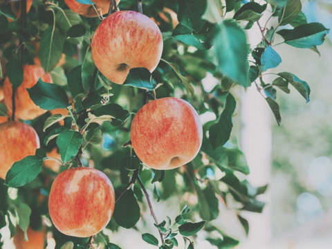 リンゴジャム 2個セット 260g ×2個 無添加