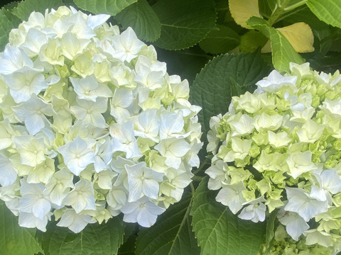 【生花（3本〜5本）】アジサイ・花束・プレゼント可能！もふもふのアジサイ（紫陽花）！淡いブルーやグリーンが混ざった繊細な色合いがとても魅力的！