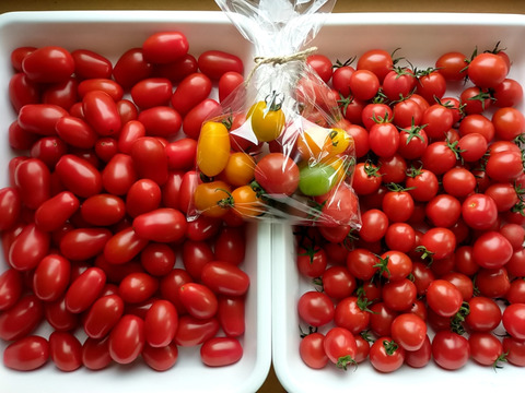 【イチオシBOX】★ミニトマト食べ比べ★化学農薬不使用ミニトマト、甘っこ1.1kg＋ロッソナポリタン1.1kg　合計2.2kg＋おまけ200g　北海道産