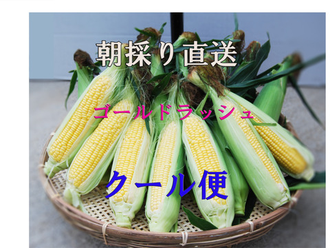 2025年夏 】 お得です、 ゴールドラッシュLLサイズ9本セット