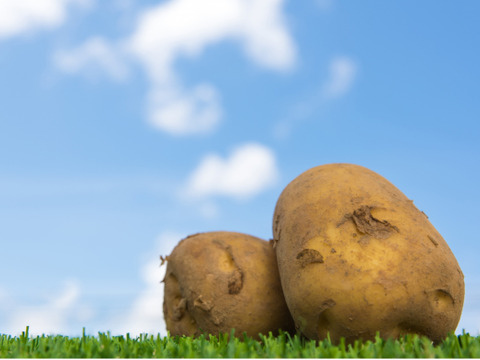 【牛すじ肉とセット商品もあります】　兵庫県香美町産新じゃが！　《きたあかり　箱入2kg》