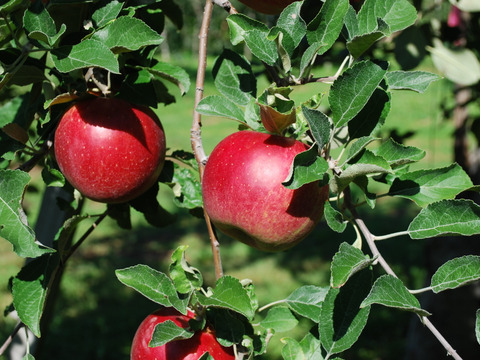 【先行予約】葉とらず紅玉9ｋｇ　青森県産りんご