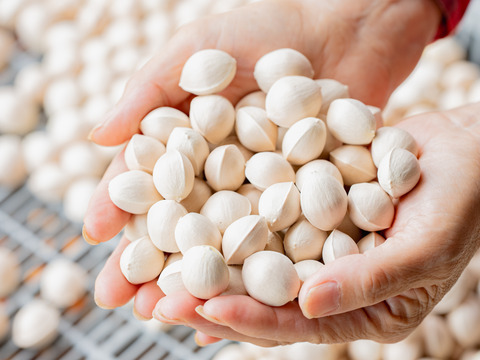 2025年 茨城県産  銀杏：藤九郎　銀杏3L~4L  500g