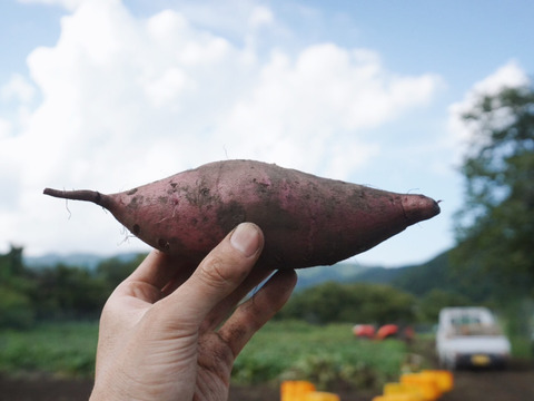 【金時芋の焼き芋に…】金時芋１５ｋｇ(箱入)　10月以降～発送予定！　熟成期間１ヶ月超！　さつまいも！　栽培期間中農薬不使用！