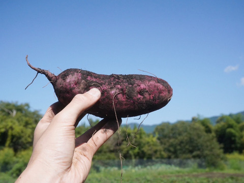 【パープルスイートロードとったど～！】パープルスイートロード７ｋｇ(箱入)　１１月以降～発送予定！　熟成期間１ヶ月超！　栽培期間中農薬不使用！　さつまいも！