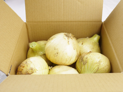 2026年度とれたて！長崎県諫早市長田産 甘新玉ねぎ
ミネラル豊富な土壌で育てた甘味際立つ新玉ねぎ
お試しサイズ1.5kg Lサイズ