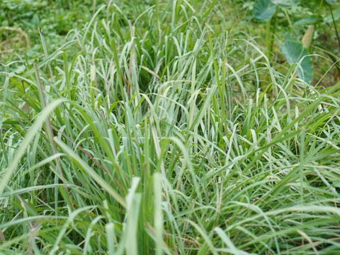 初回限定5名様 950円 冬に入るまでだけ購入できる レモングラス 0g 静岡県産 食べチョク 農家 漁師の産直ネット通販 旬の食材を生産者直送