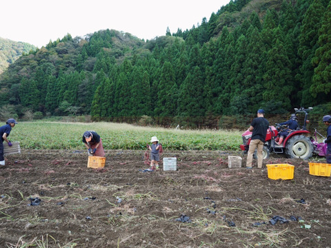 【食べチョクinstagramで紹介されました！】シルクスイート５ｋｇ(箱入)　10月以降～発送予定！　熟成期間１ヶ月超！　さつまいも！ 特別栽培品！