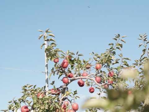 【先行予約】安定の美味しさ！ジューシーな「サンふじ」訳あり３kg（７〜10個）