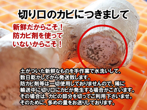 シャキシャキとした香りのいい生姜 新しょうが 新生姜 3kg（訳あり商品）