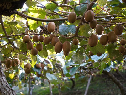 翠珠の宝石！キウイ　秀優品　1.5kg