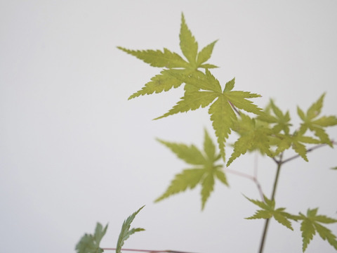 ミニ盆栽【ヤマモミジ×白黒縞陶器】高さ29cm×横20cm