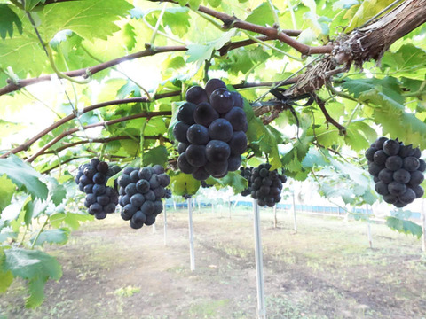 【９月発送】ニューピオーネ 約1.8kg 🍇 【岡山県産 ニューピオーネ】種なしぶどう