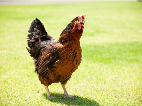 【お試し品】水野谷鶏卵店の黒鶏の卵(10個入り)×3パック