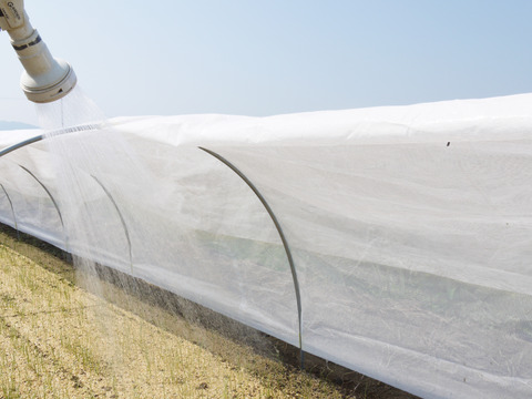 2026年度とれたて！長崎県諫早市長田産 甘新玉ねぎ
ミネラル豊富な土壌で育てた甘味際立つ新玉ねぎ
Lサイズ 5kg