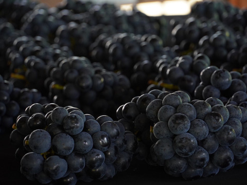 ☆ご家庭用☆ ナガノパープル4kg【8房～16房】：広島県産の