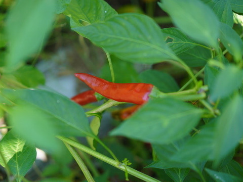 今しかない！　生の韓国唐辛子(200g)　辛味が少なく、甘味・うまみが豊か！　農薬・化学肥料不使用