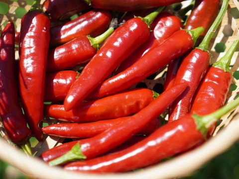 今しかない！　生の韓国唐辛子(200g)　辛味が少なく、甘味・うまみが豊か！　農薬・化学肥料不使用