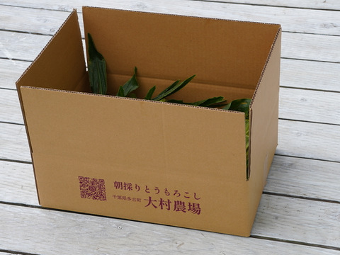 【朝どれ】農薬5割減　特別栽培「恵味スタンド」　13本入り