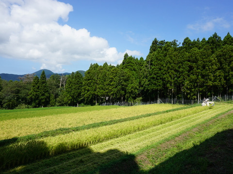 自然栽培　ハッピーヒル　１０ｋｇ　農薬不使用「令和６年産」