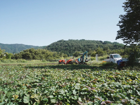 「特別栽培品」【お馴染みの、安納芋】安納芋10ｋｇ(箱入)　１１月以降～発送予定！　熟成期間１ヶ月超！　さつまいも！　栽培期間中農薬不使用！