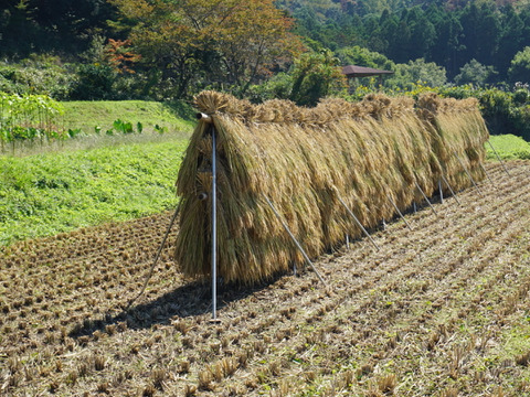 ハッピーヒル 5kg 自然栽培 天日干し 農薬不使用:福井県産の ハッピーヒル 5kg 自然栽培 天日干し 農薬不使用:福井県産の