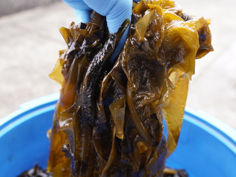 採れたて新鮮！！天然茎付き生わかめ1kg