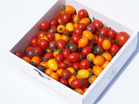 【高糖度】イナカカラトマト1KG【彩鮮やか】