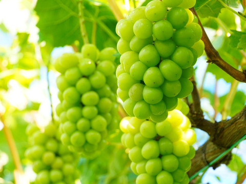 ☆ご家庭用☆　シャインマスカット4㎏【8～16房】