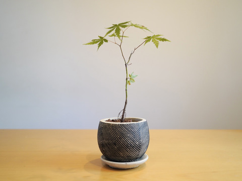 ミニ盆栽【ヤマモミジ×白黒縞陶器】高さ32cm×横18cm