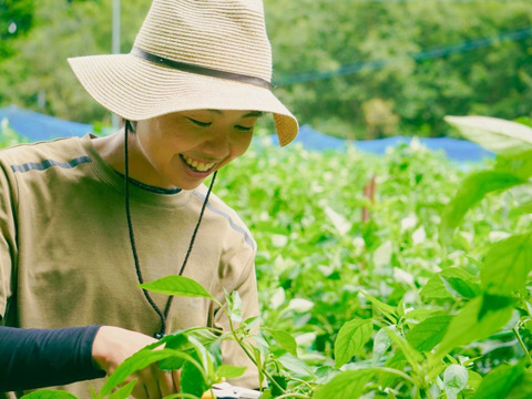 子供も生で食べる！　転換期間中有機ピーマン 1kg