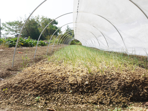 2026年度とれたて！長崎県諫早市長田産 甘新玉ねぎ
ミネラル豊富な土壌で育てた甘味際立つ新玉ねぎ
10kg Lサイズ