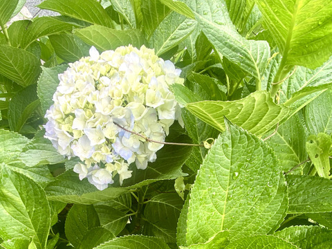 【生花（3本〜5本）】アジサイ・花束・プレゼント可能！もふもふのアジサイ（紫陽花）！淡いブルーやグリーンが混ざった繊細な色合いがとても魅力的！