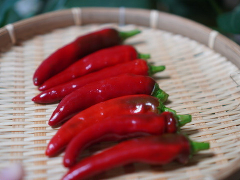 今しかない！　生の韓国唐辛子(200g)　辛味が少なく、甘味・うまみが豊か！　農薬・化学肥料不使用