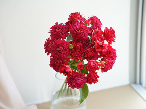 ＜母の日限定＞ ユニークローズ #紅華美の花束