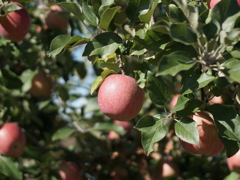 無添加！ストレート果汁100%『りんごジュース』1000ml×６本