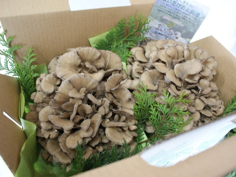 フワッと濃厚な香りが広がる大輪の花のようなまいたけ ～宮内庁献上品～（栃の木舞茸　２株入）