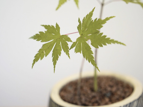 ミニ盆栽【ヤマモミジ×白黒縞陶器】高さ32cm×横18cm