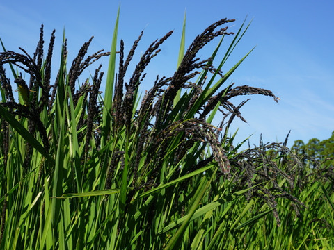 古代米餅「発芽玄米餅＆古代米ミックス餅」２袋セット　27日発送　有機JAS古代米
