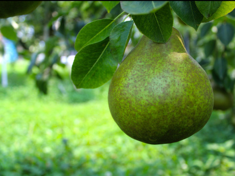 山形県産洋梨☆希少品種オーロラ☆お手頃詰め