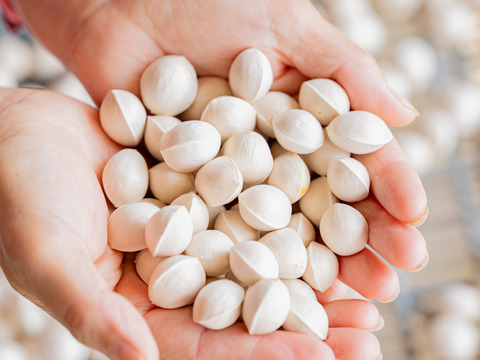 2025年 茨城県産  銀杏：久寿　銀杏  １Kg