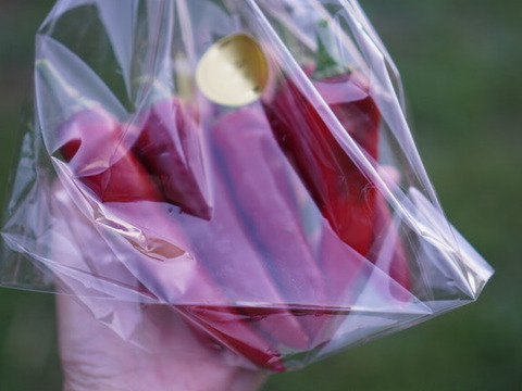 今しかない！　生の韓国唐辛子(100g)　辛味が少なく、甘味・うまみが豊か！　農薬・化学肥料不使用