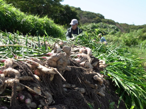 【業務用】冷凍新生姜スライス1kg_淡路島が育んだ体と心のスパイス！愛情込めた自社農園の新生姜