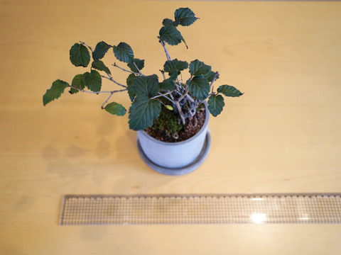 ミニ盆栽【オトコヨウゾメ×グレー陶器】高さ28cm×横28cm