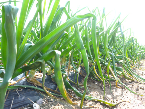 2026年度とれたて！長崎県諫早市長田産 甘新玉ねぎ
ミネラル豊富な土壌で育てた甘味際立つ新玉ねぎ
Lサイズ 5kg