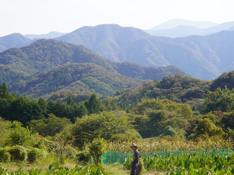 ねっとりとした！上野原の自然あふれる里山育ちの里芋1.8Kg