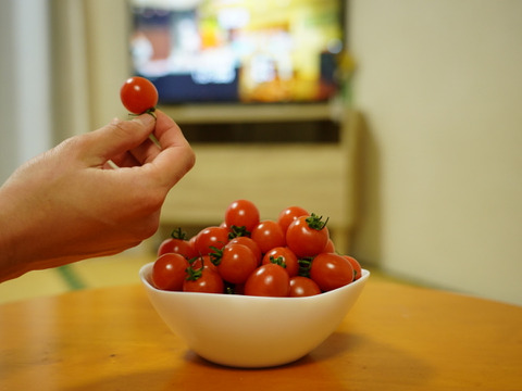 食べ過ぎ注意 大人のおやつに 無限ミニミニトマト 1 5kg 農カード付 愛知県産 食べチョク 農家 漁師の産直ネット通販 旬の食材を生産者直送