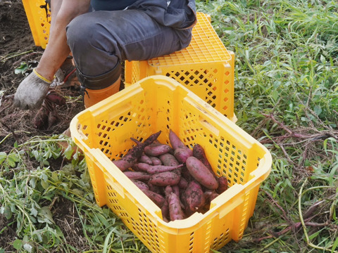 【金時芋の焼き芋に…】金時芋１５ｋｇ(箱入)　10月以降～発送予定！　熟成期間１ヶ月超！　さつまいも！　栽培期間中農薬不使用！