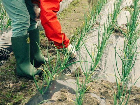 〔2026年1月下旬から発送開始〕1年に1度だけ、感動の甘さ！『葉付きサラダ玉ねぎ』2㎏┃葉付きで丸ごとお届け！